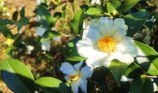 油茶籽油多少钱一斤 油茶籽油多少钱一斤