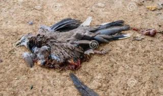 什么鸟寿命最长 什么鸟寿命最长