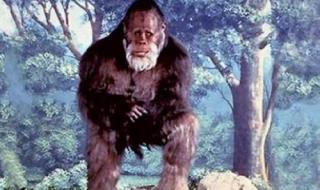 天蛾人真的存在吗