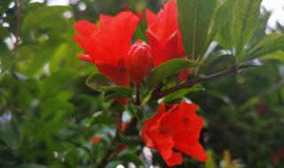 石榴花开的时节 石榴花开的时节