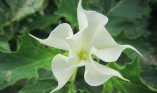 世界上最神奇的植物