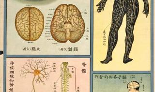 动物保护法留言文案