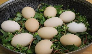 三月三地菜煮鸡蛋来历 三月三地菜煮鸡蛋来历