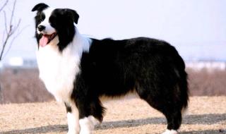 哪里有卖边境牧羊犬