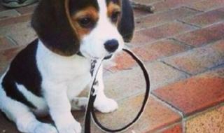 小狗拉稀了怎么办 小狗拉稀了怎么办