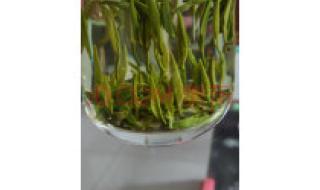 2021奥运会100米冠军